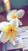 Photo of Plumeria Z.