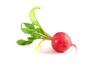 Photo of Radish L.