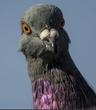 Photo of Pigeon T.