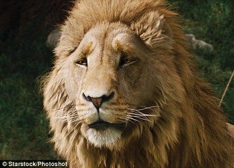 photo of Aslan - King Of N.