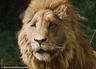 Photo of Aslan - King Of N.