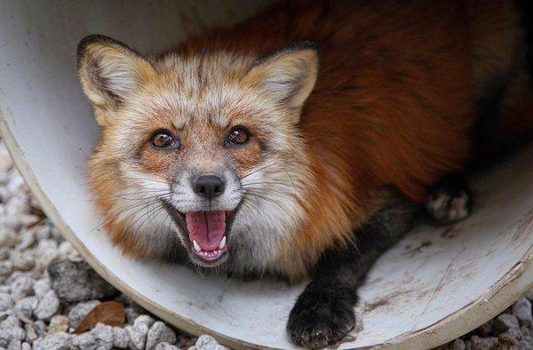 photo of Foxbites X.