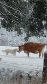 Photo of Milkmaid L.