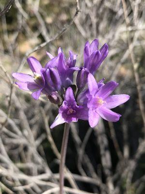 photo of Libby R.