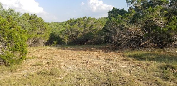 Cleared land after cedars were removed.