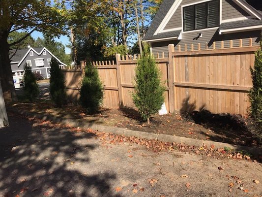 Trees planted along side the fence.