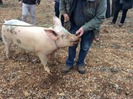 Truffle hunter extraordinaire "Kiki" the pig!