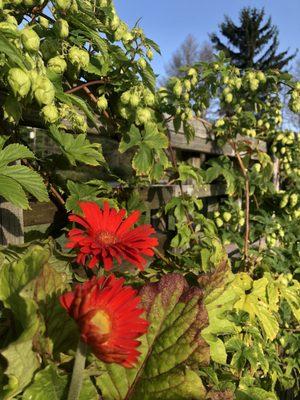 Hops growing by the patio