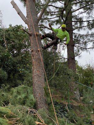 Tree Removal