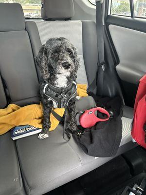 Luna patiently waiting for her pup cone.