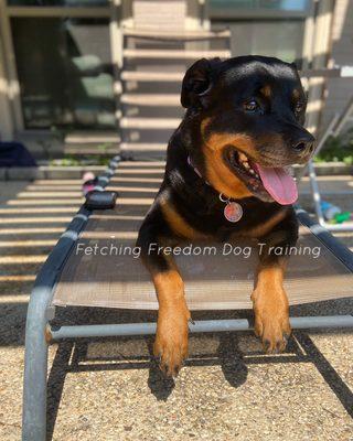 Juno enjoying a nice day by the pool!