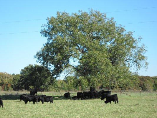 Cattle grazing in one of our pasture.