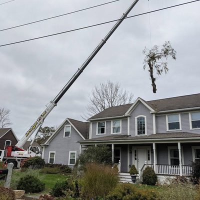 Dodge Tree Service Inc.