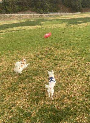 Throwing the frisbee around on Eddie Mathews field.