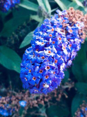 Butterfly bush orange eye