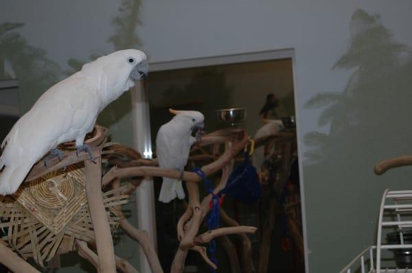 Playtime in the Aviary