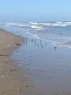 Snowy Plovers dining at the shore