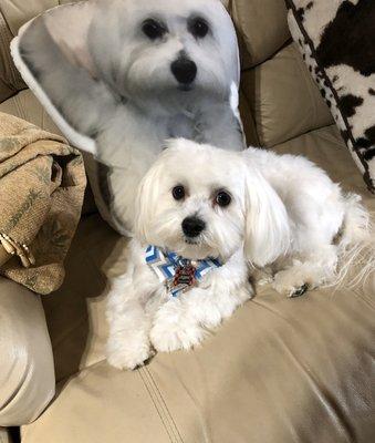 Snowball next to his portrait pillow.