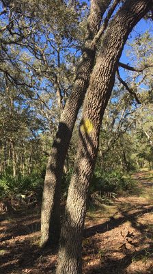 Signs on the Yellow trail.