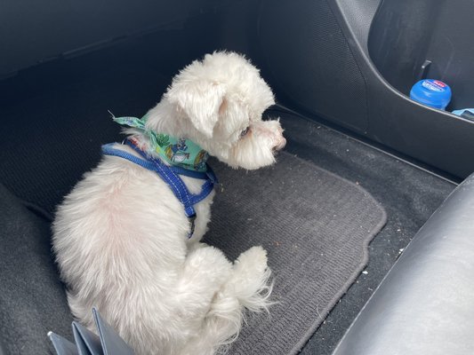 17 year old Maltese with very long hair previously and discomfort with face touching.  Hair was very long prior.