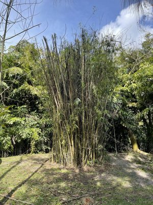 Bamboo grove after trimming