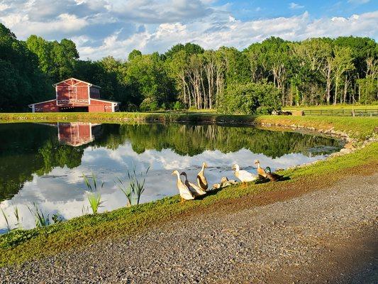 Break N Run Farms