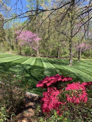 Wondering how to keep your grass thick and green year round? Let us help you! Beautiful grass casting in the background of an azalea