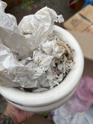 Mice nest in ceramic jar packed with tissue paper to prevent breakage.