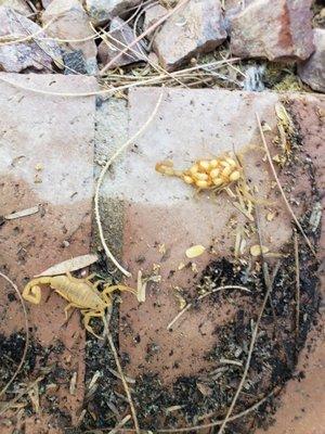 Two scorpions found under planter. Notice all the baby's on the back of one of them.