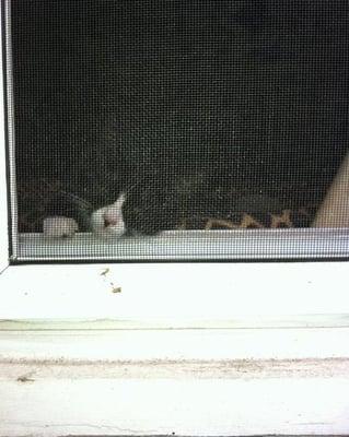 Leeloo in her window right after she came home with us...