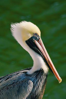 Shem Creek Pelican