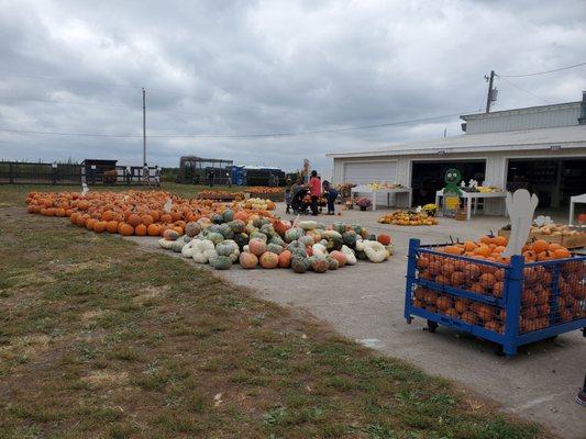 Pumpkins for sale