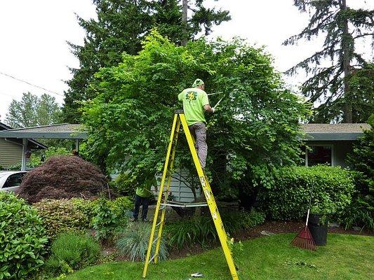 Tree Pruning