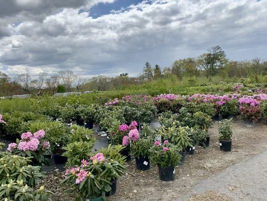 Rhododendrons