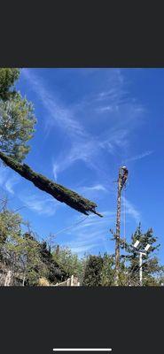 Tree removal