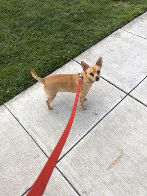 This is Sparky, he's my little fire cracker. His favorite language is bark, he just can't stop doing it!