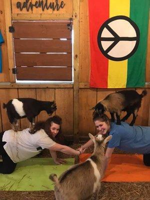 Goat Yoga inside our large barn!  No rain cancellations!  We have you covered!