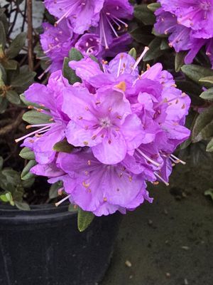 Rhododendron