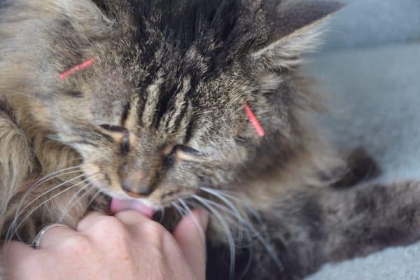 Virginia doesn't seem to mind acupuncture!