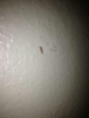 dead bug on the wall @ exucutive inn - milpitas , Ca