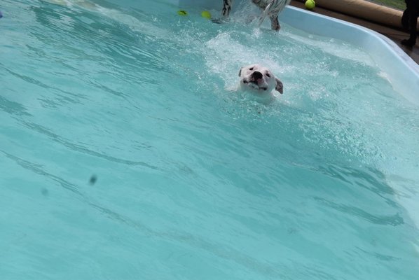 They LOVE the pool in the summer!