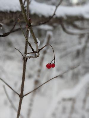 Leftover berries