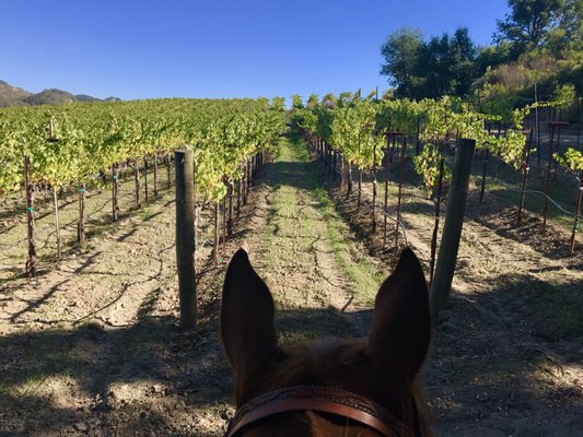 Lovely trail along a vineyard.