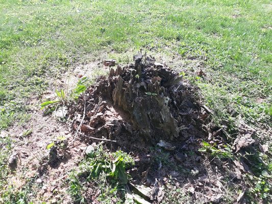 Stump before removed