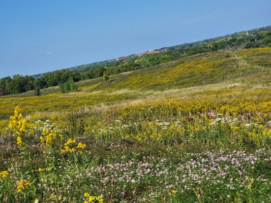 County Grounds Park