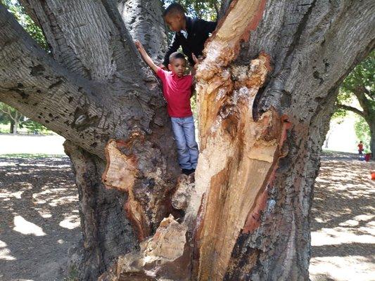 The young kings are exploring one of the oldest tree in Diamond Park.