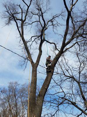 Tree removal by power line