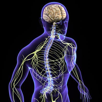 Your nervous system controls ALL the functions of  your body. Chiropractic care helps you to have the healthiest nervous system possible.