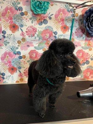 Toy poodle groom