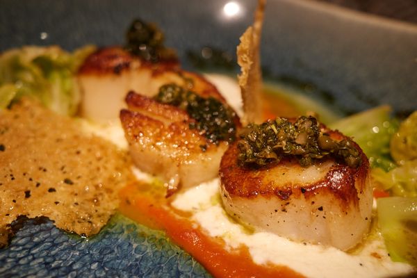 Scallop (Peperonata cream, stracciatella, capers, taragon)